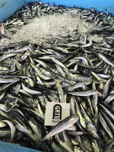 画像をギャラリービューアに読み込む, たくさんの氷の中に小魚がたくさんはいっています。みるからに新鮮で目が輝いています。