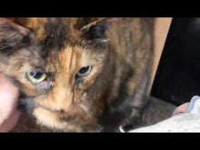 ギャラリービューアよめりんのレトルトスティック(郵便受け投函型) #BHKDに読み込んでビデオを見る