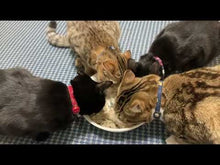 ギャラリービューアお魚ごはんを仲良く食べている4匹のねこちゃんです。に読み込んでビデオを見る