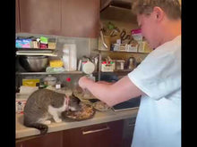 ギャラリービューアよしりんがレトルトフレークを袋からあけて、お魚ごはんをつくっています。に読み込んでビデオを見る