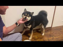 ギャラリービューア【小パック130-150g】よめりんのレトルト(おまかせ常温) #UYTRに読み込んでビデオを見る