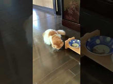 ギャラリービューアお皿からこぼれたお魚ごはんをねこちゃんがよく食べています。に読み込んでビデオを見る