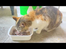 ギャラリービューア漁村ののらねこもお魚ごはんをよく食べます。に読み込んでビデオを見る