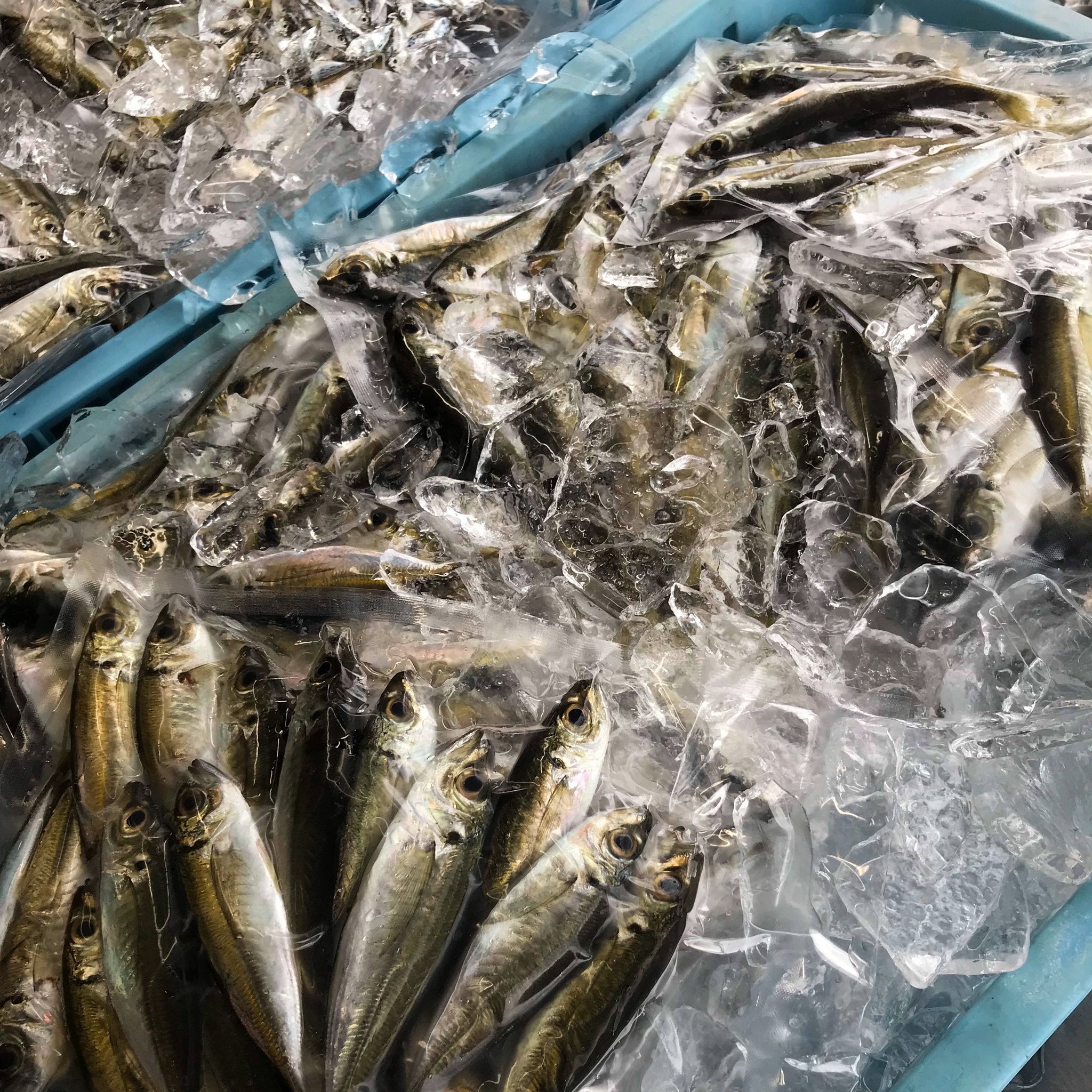 よしりんノリちゃんのお魚ごはん 小パック67個 よしりんノリちゃんのお魚ごはん（天然魚のみの無添加自然食 ）